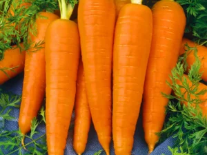 Carrot(Gajar)