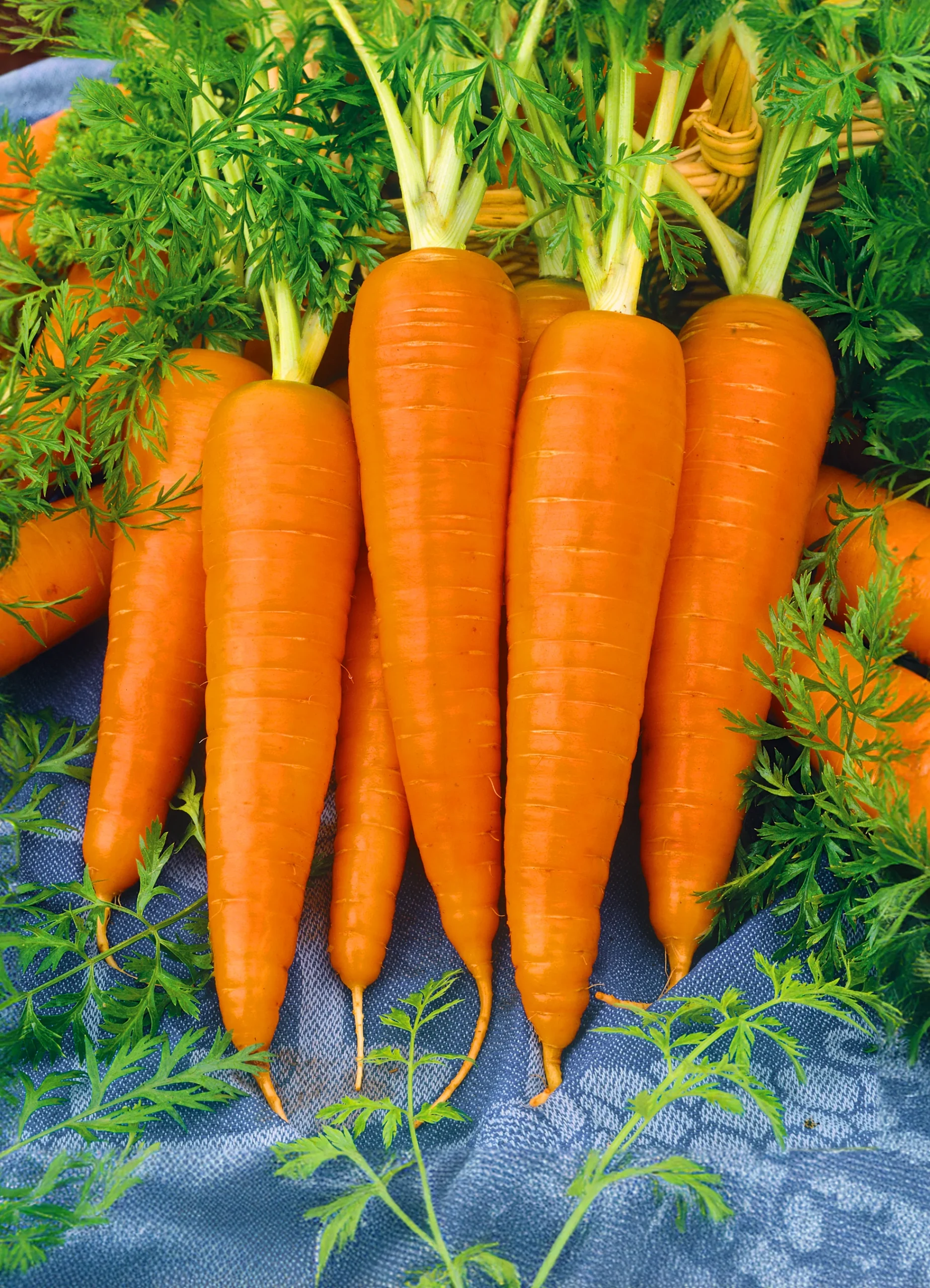 Carrot(Gajar)