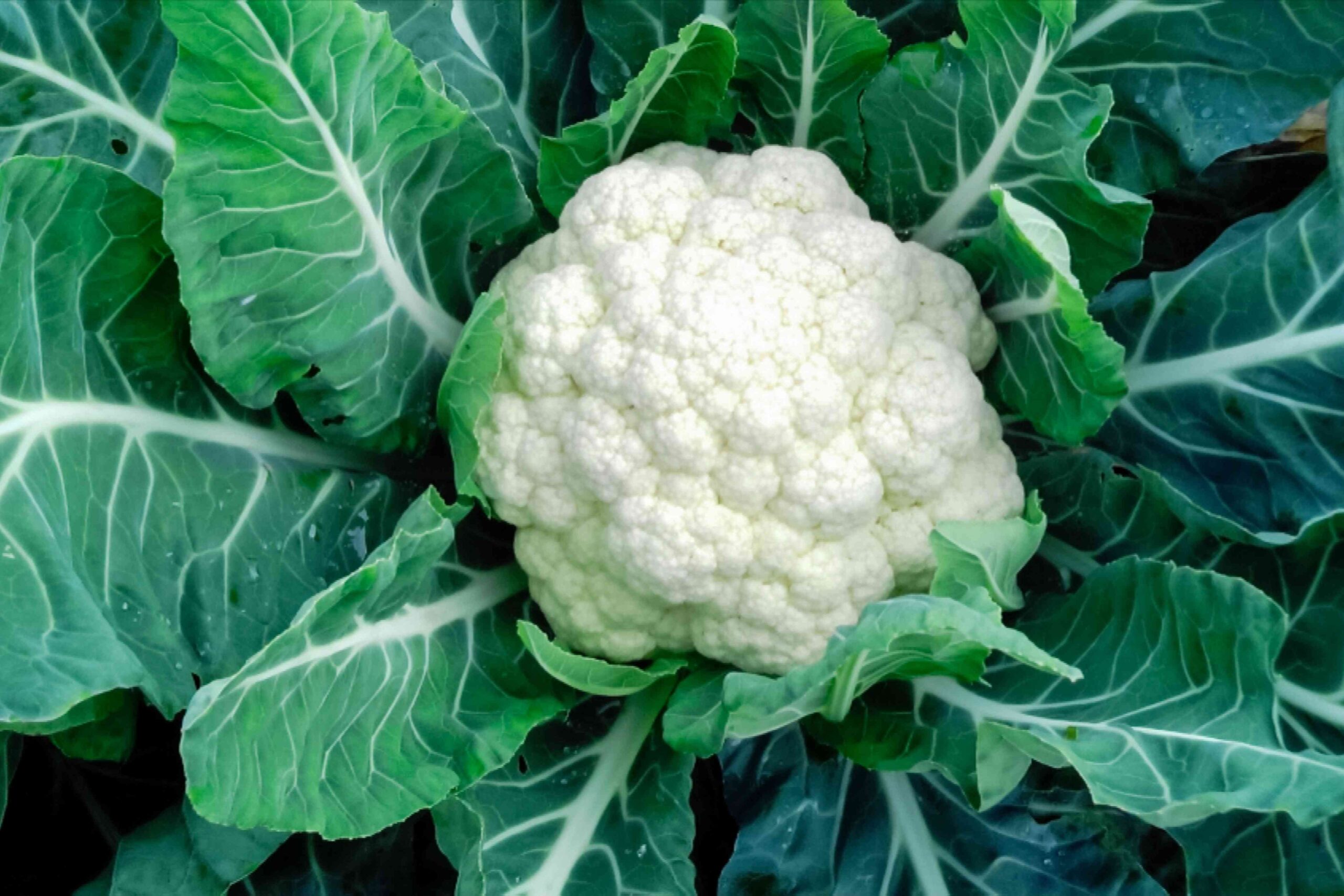 Cauliflower(Phool Gobee)