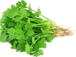 Coriander(Dhaniya)