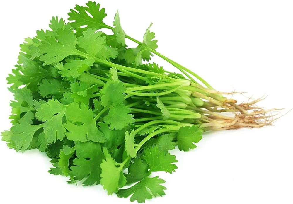 Coriander(Dhaniya)