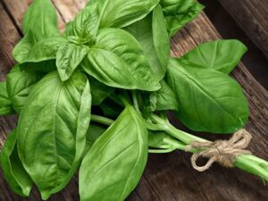 Basil(Tulsi)
