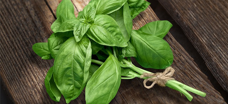 Basil(Tulsi)
