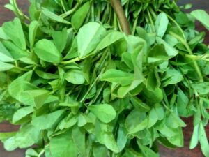 Fenugreek Leaves (Methi)