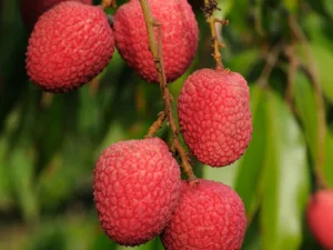 Litchi