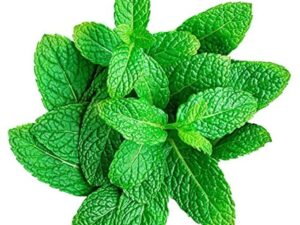PepperMint(Pudina)