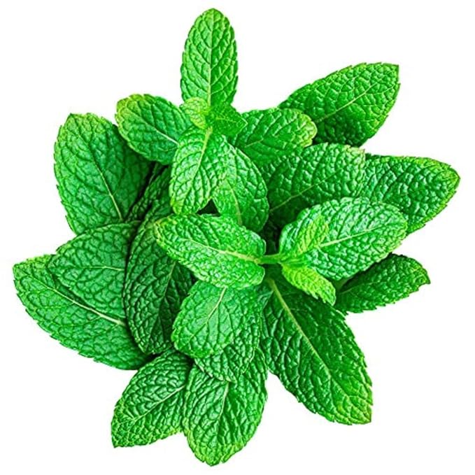 PepperMint(Pudina)