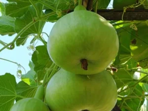 Apple Gourd(Tinda)