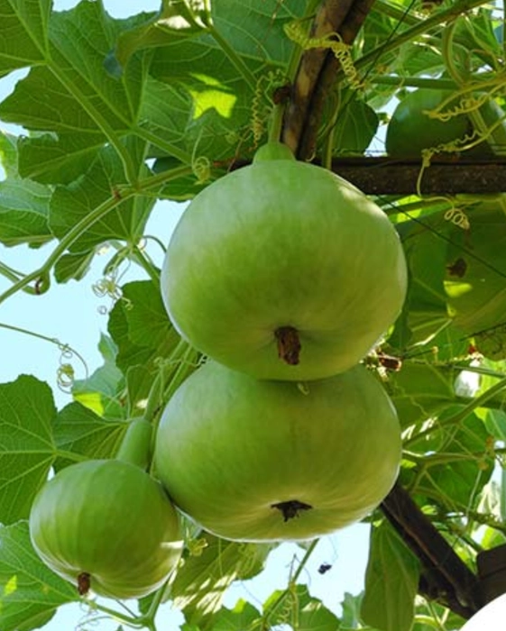 Apple Gourd(Tinda)