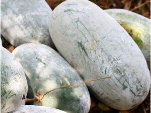 Gourd Ash (White kola)