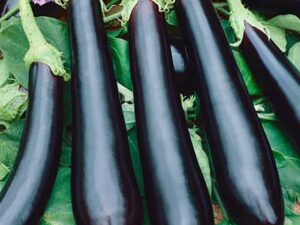 Eggplant Long