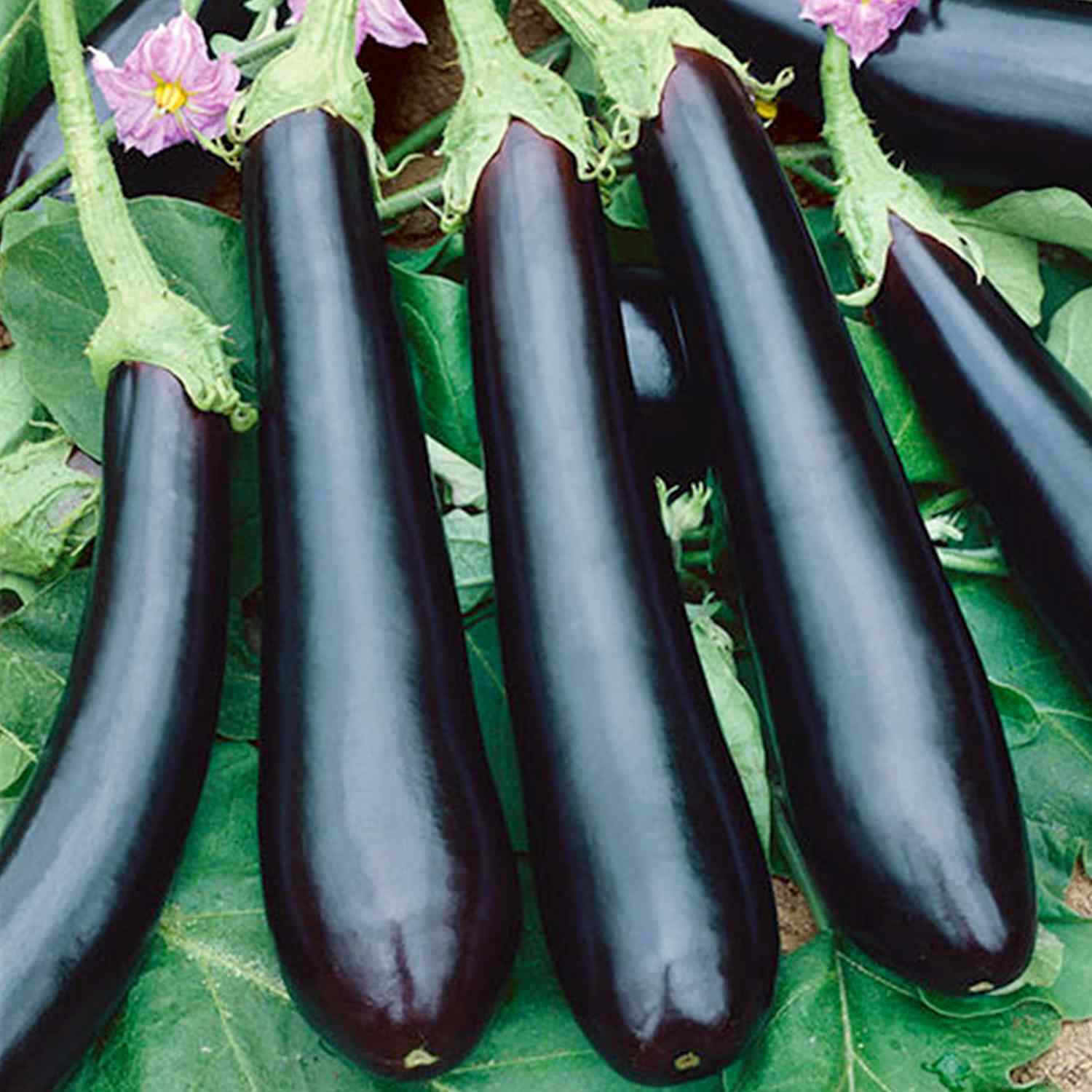 Eggplant Long