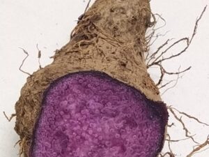 kand(purple yam)