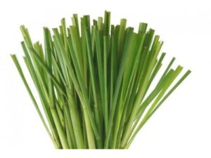 lemon grass leaves