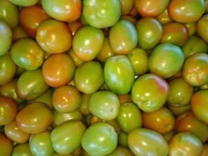tomato green raw