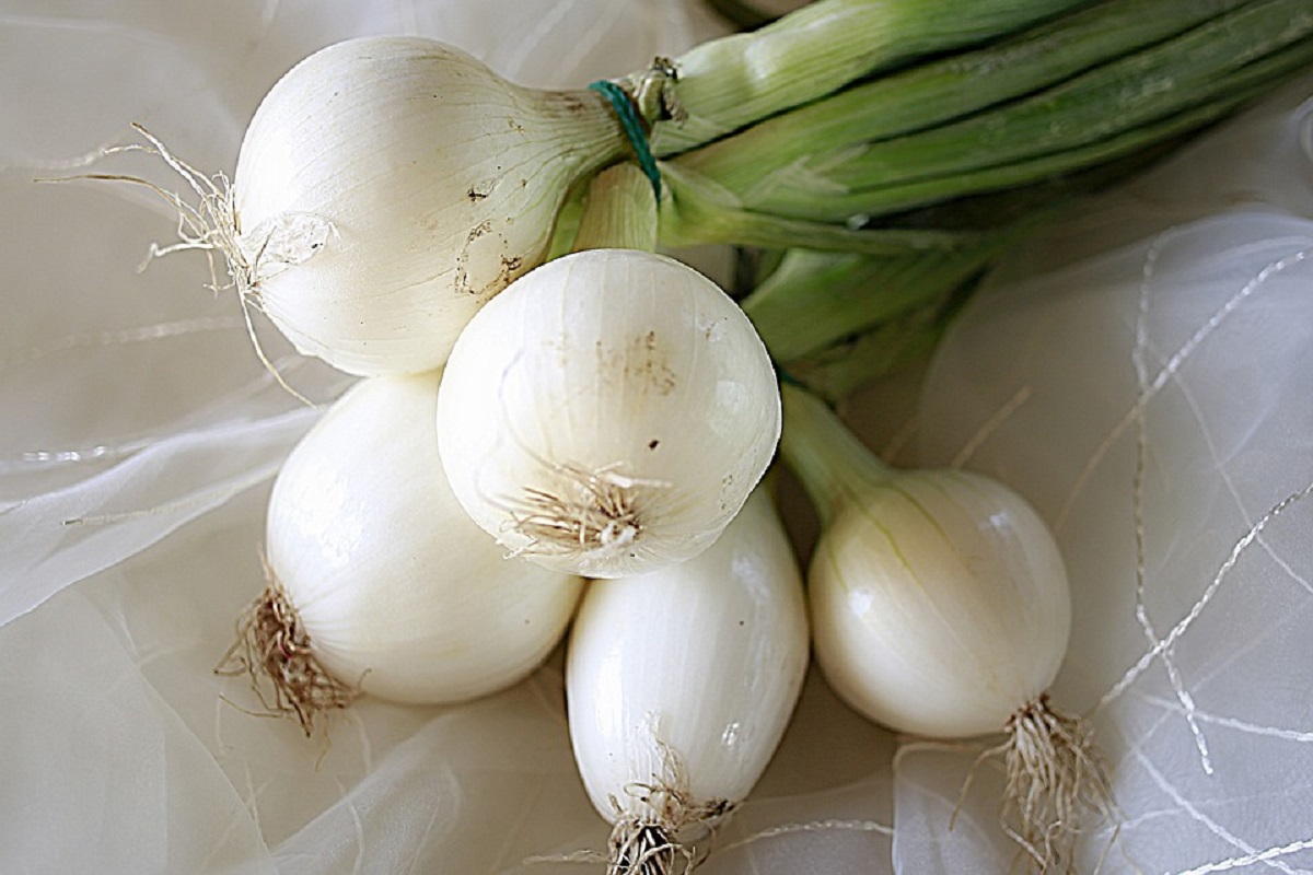 onion white